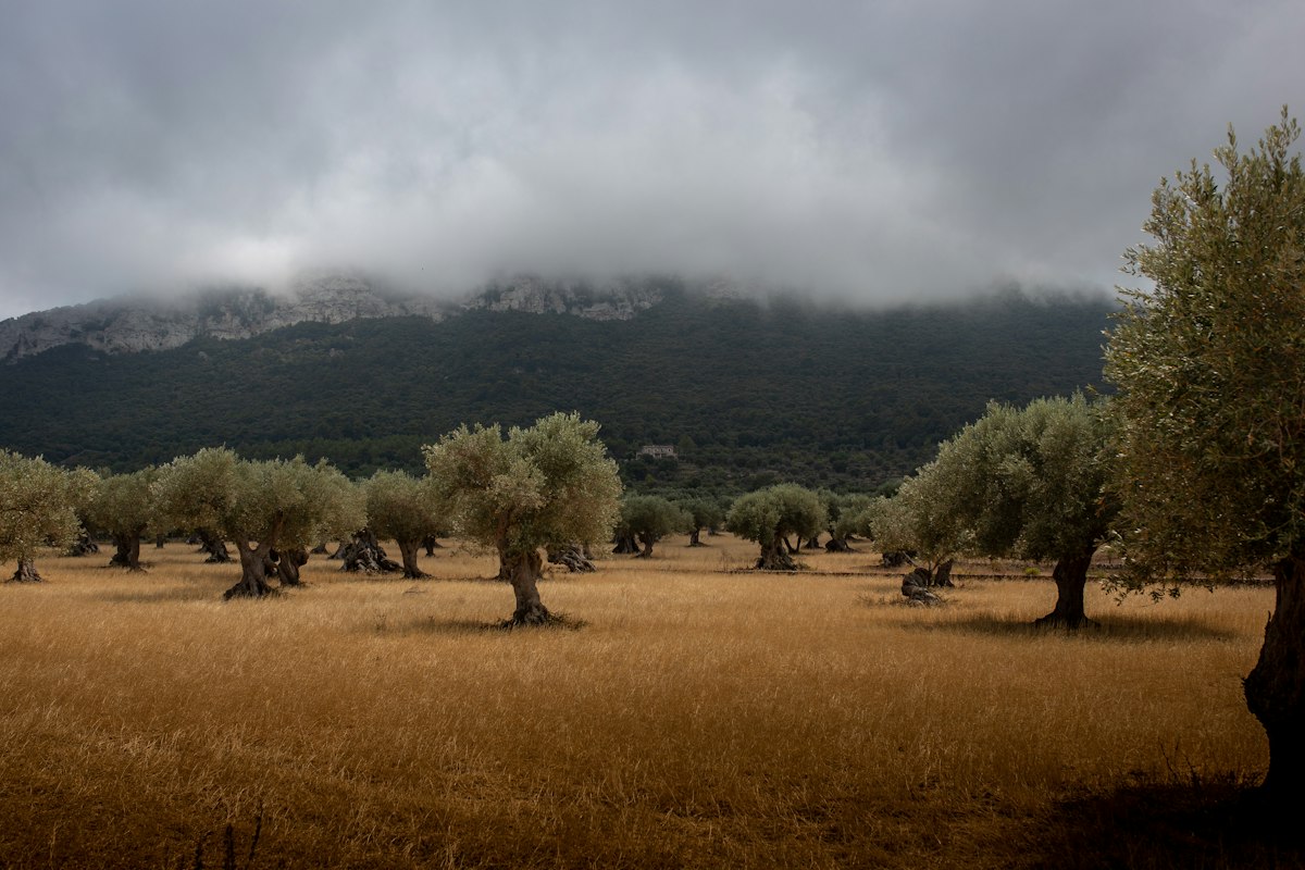 Olivos en una finca rústica de Mallorca